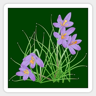 Crocus Flowers on Dark Green Sticker